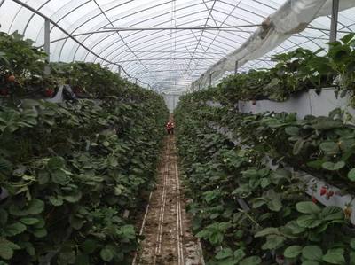 草莓无土栽培 无土栽培草莓大棚 无土栽培草莓新技术 潍坊建达温室